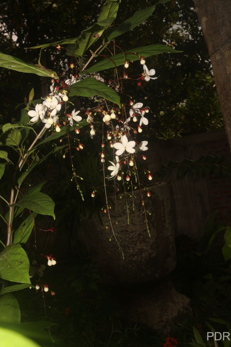 Clerodendrum smitinandii Moldenke